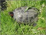  schildpad 