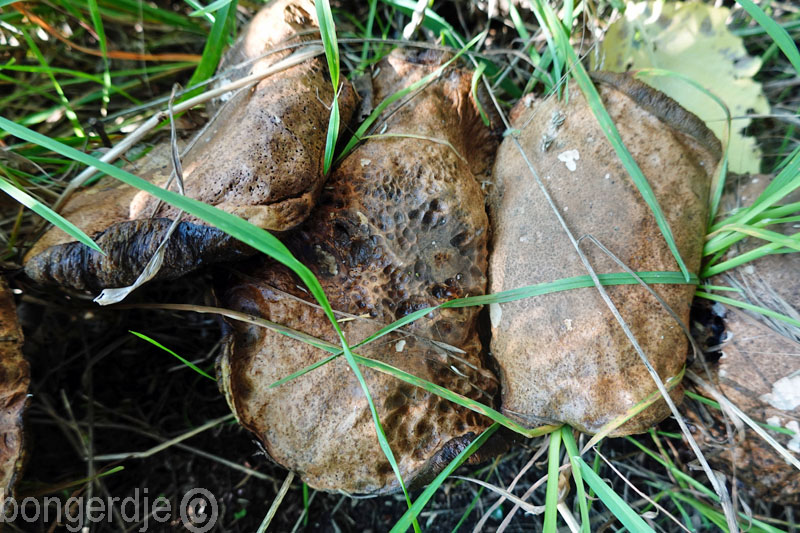  paddestoelen 