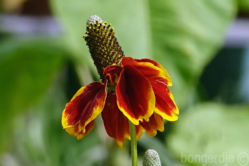  Mexican Hat bloem 
