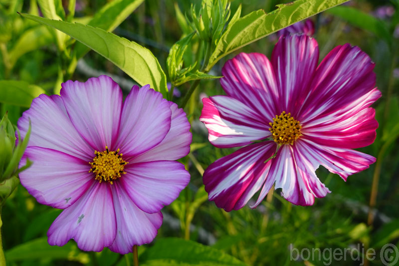  Cosmea, Cosmos bipinnatus 