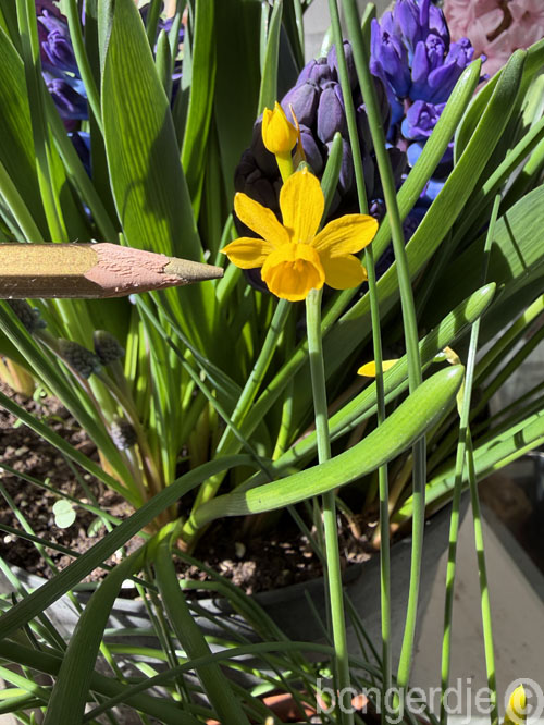  Narcissus jonquilla willkommii, klein maar fijn 