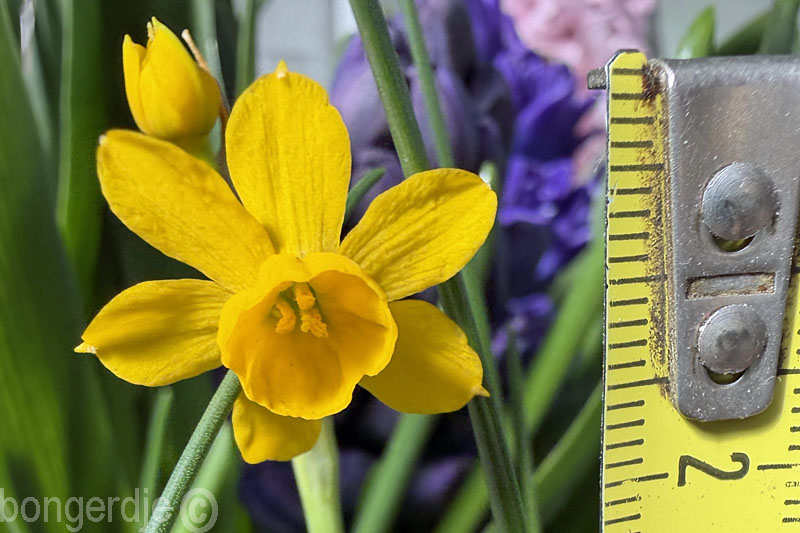  Narcissus jonquilla willkommii, klein maar fijn 