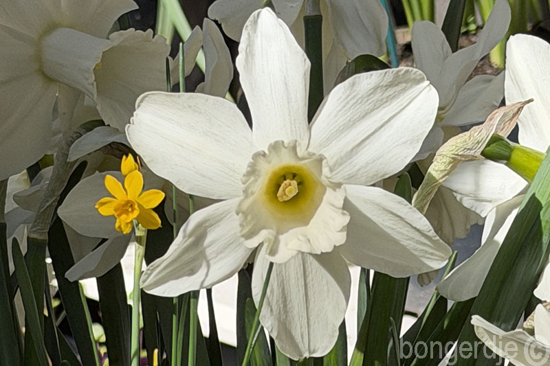  Narcissus jonquilla willkommii, aast de gewone Narcissus Lady Madonna 