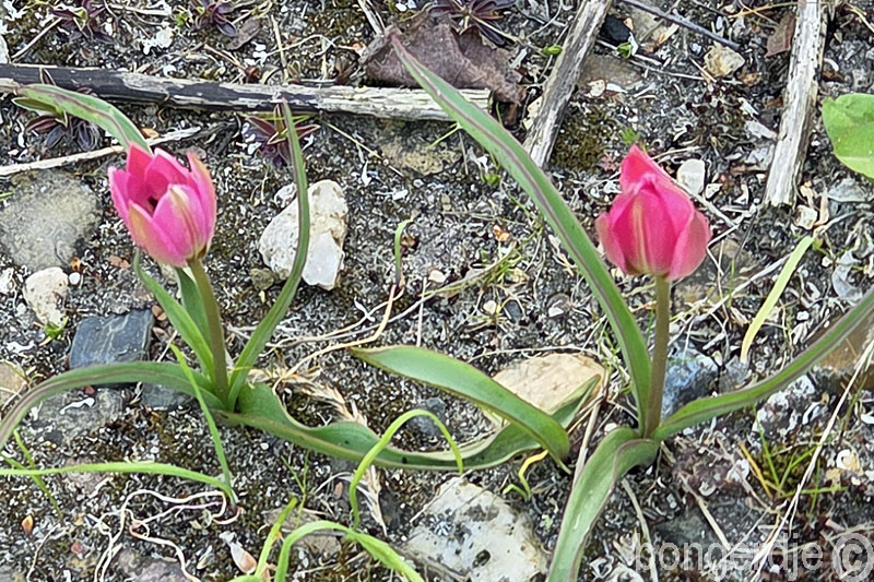  mini tulp, klein maar fijn 