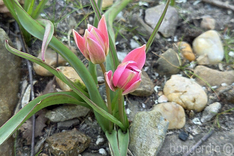  mini tulp, klein maar fijn 
