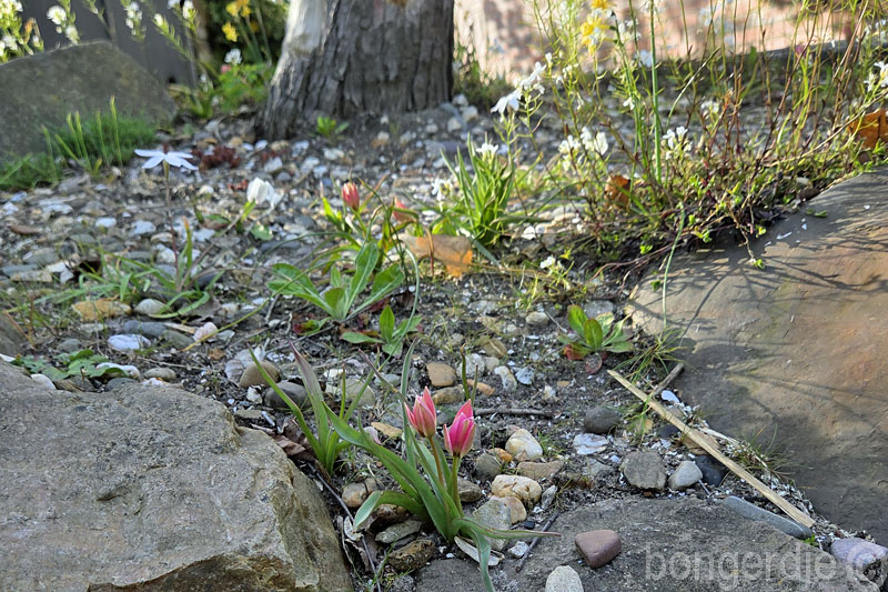  mini tulp, klein maar fijn 