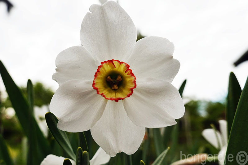  Narcissus poeticus var. recurvus 
