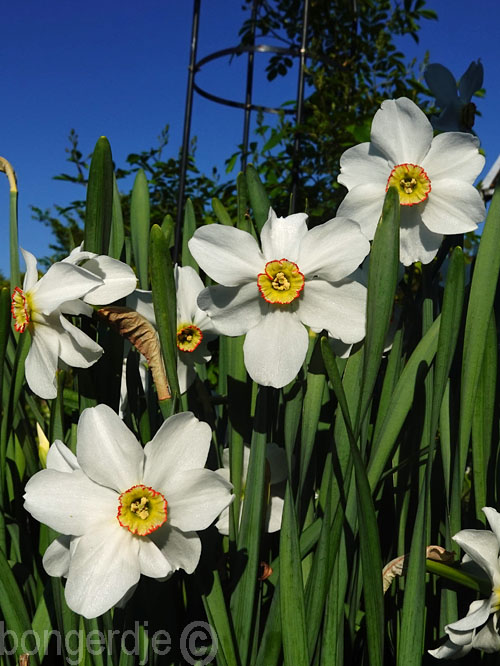  Narcissus poeticus var. recurvus 