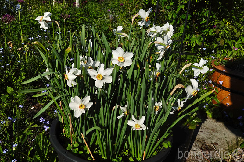  Narcissus poeticus var. recurvus 