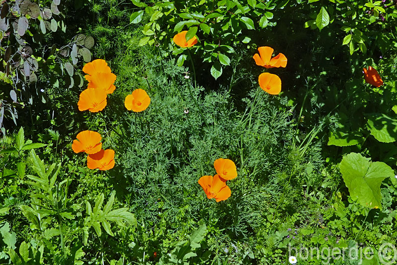  goudpapaver, Californische papaver, slaapmutsje 
