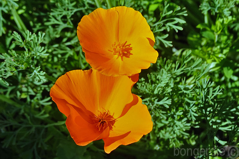  goudpapaver, Californische papaver, slaapmutsje 