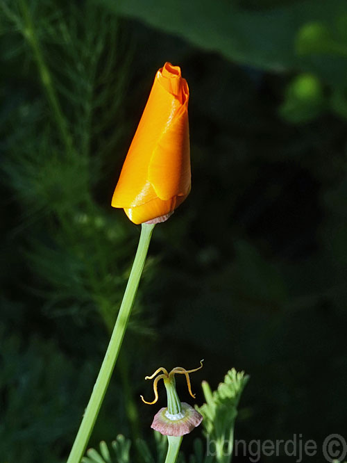  goudpapaver, Californische papaver, slaapmutsje 