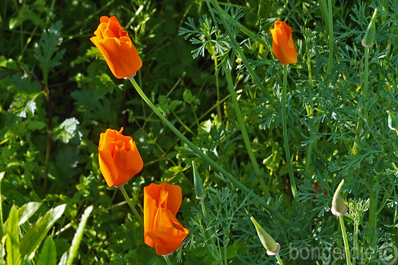  goudpapaver, Californische papaver, slaapmutsje 