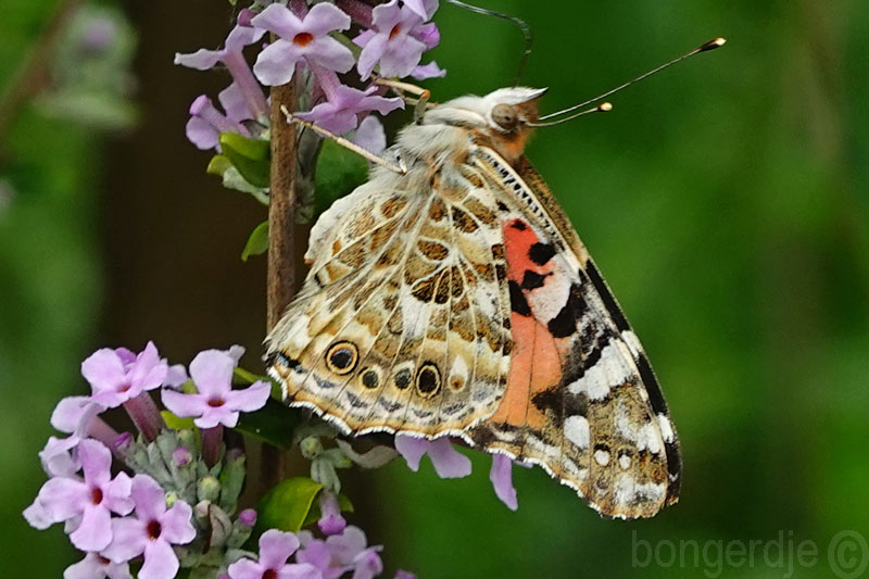  Buddleja alternifolia, een vlindermagneet 