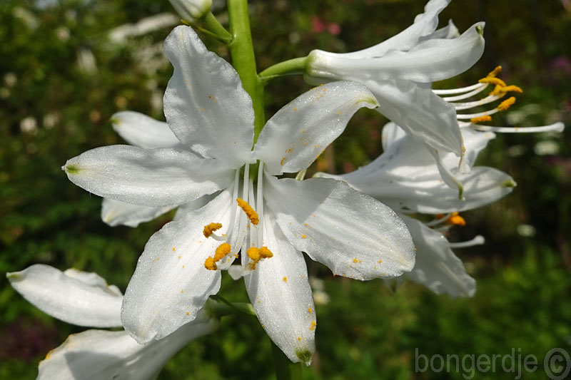  Paradisea lusitanica, Portugese paradijslelie 