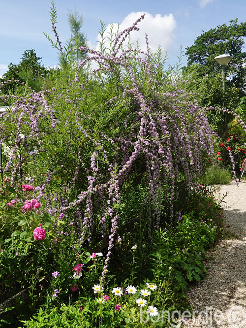  Buddleja alternifolia, een vlindermagneet 