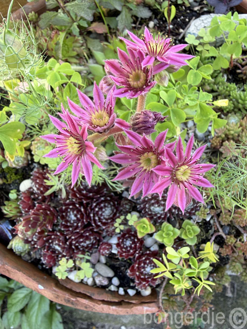  sempervivum oftewel huislook of daklook 