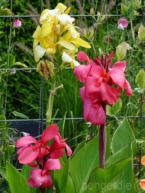  drie verschillende kleuren gewone Canna in 1 pot.  
