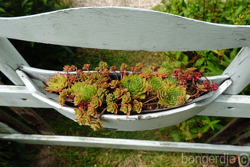  sempervivum oftewel huislook of daklook 