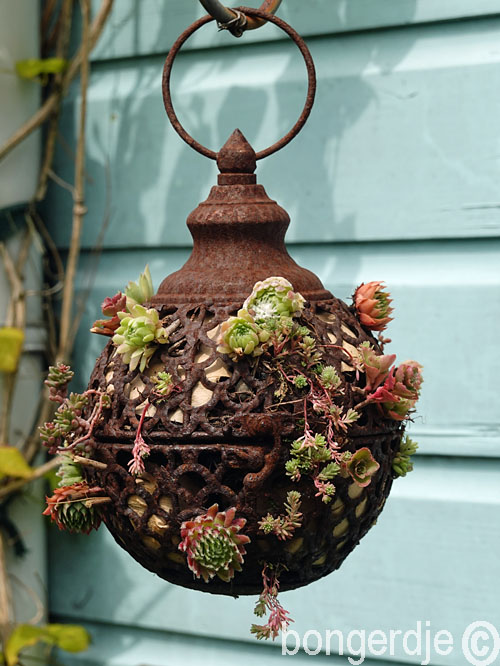  sempervivum oftewel huislook of daklook 