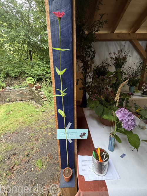  jaarlijkse expositie tuinders volkstuinpark Buitenzorg 