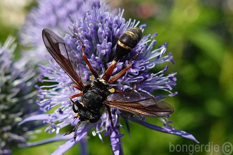  insect gewoon knuppeltje 