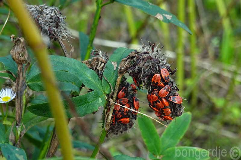  vuurwants, Pyrrhocoris apterus 