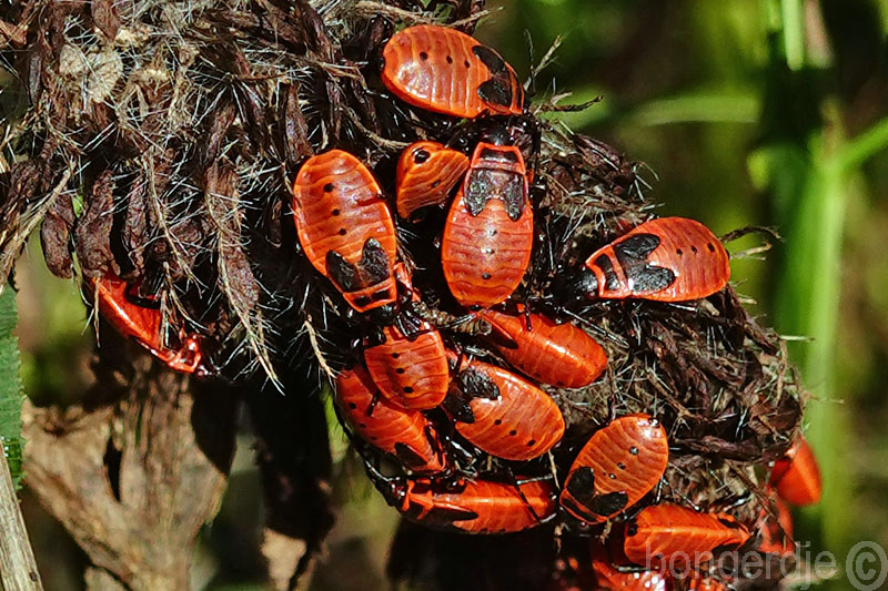  vuurwants, Pyrrhocoris apterus 