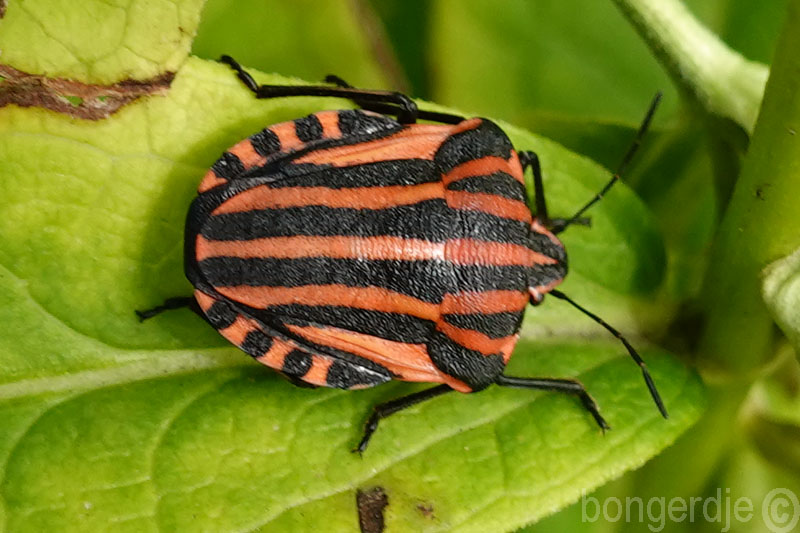  pyjamawants, pyjamaschildwants (Graphosoma italicum)