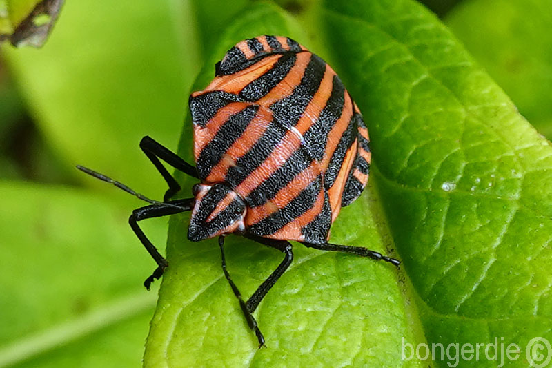  pyjamawants, pyjamaschildwants (Graphosoma italicum)