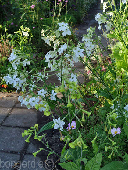 Nicotiana