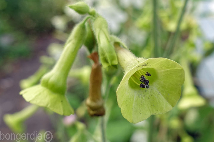 Nicotiana