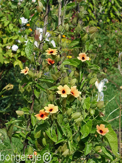 Suzanne-met-de-mooie-ogen (Thunbergia alata)