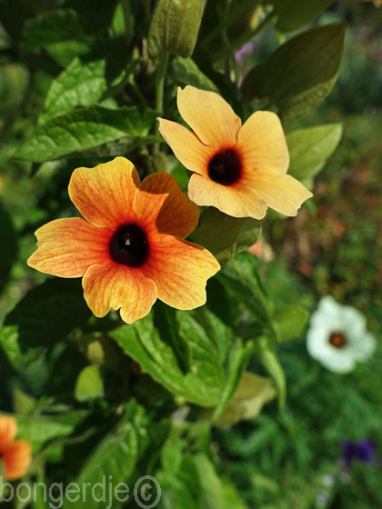 Suzanne-met-de-mooie-ogen (Thunbergia alata)