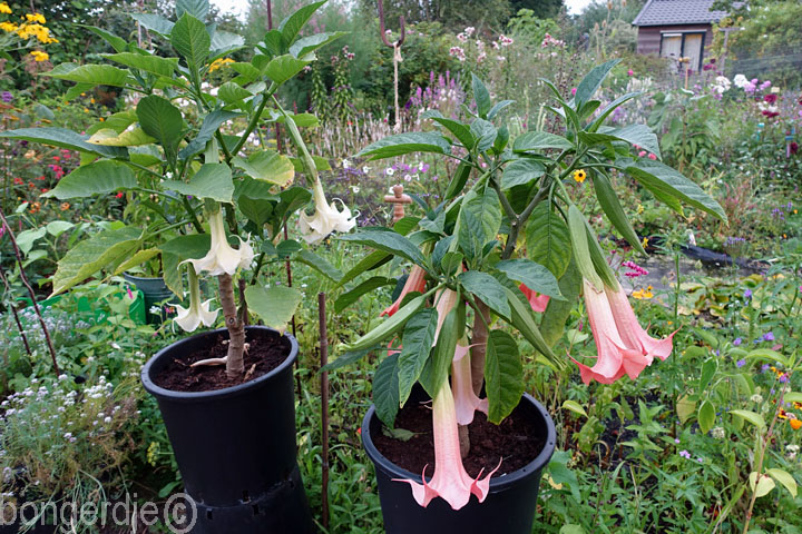 Brugmansia oftewel Engelentrompet