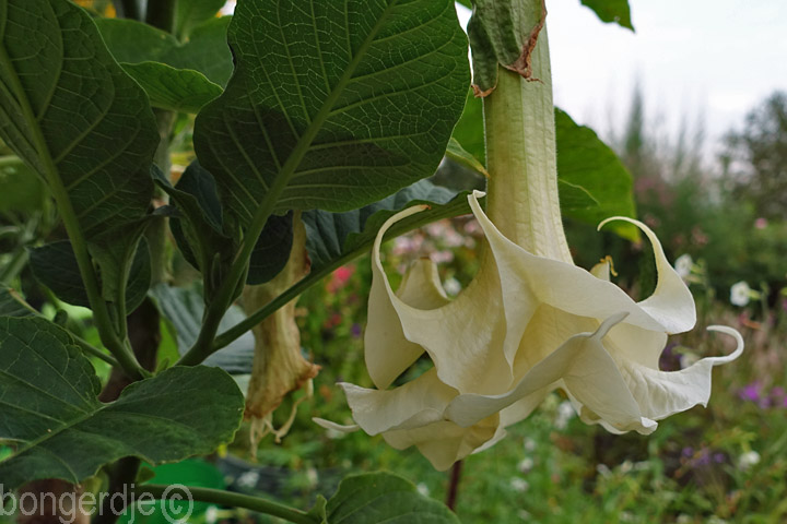 Brugmansia oftewel Engelentrompet