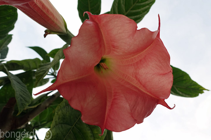 Brugmansia oftewel Engelentrompet