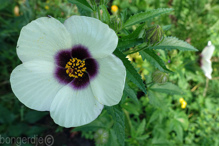 hibiscus