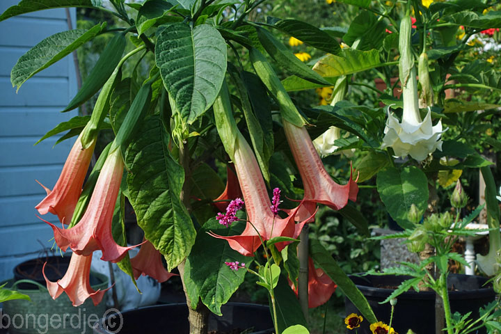 Brugmansia oftewel Engelentrompet