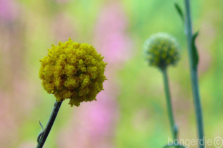 Craspedia globosa 'Billy Buttons' oftewel 'Yellow Drumstick'