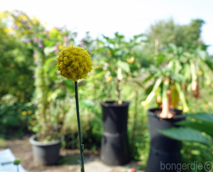 Craspedia globosa 'Billy Buttons' oftewel 'Yellow Drumstick'  
