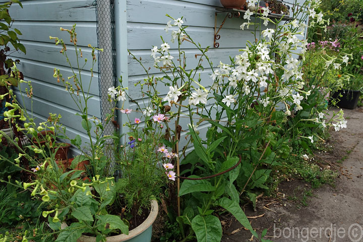 Nicotiana