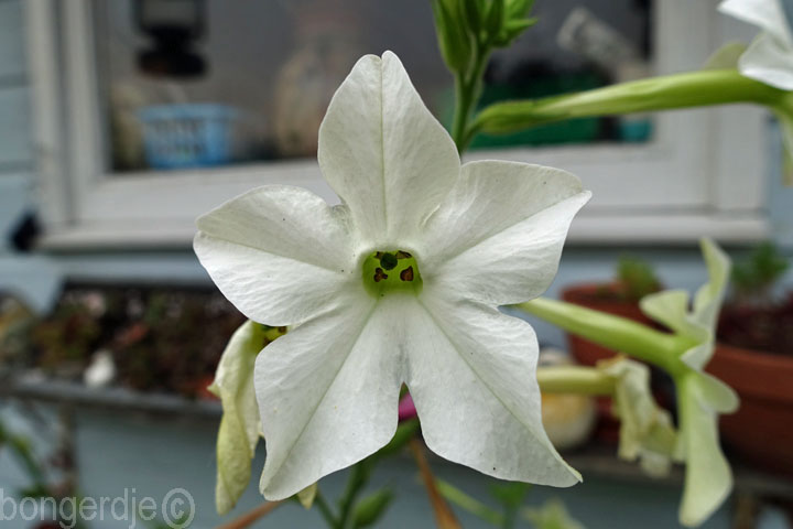 Nicotiana