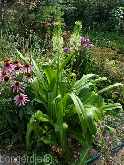 Eucomis, ananasplant oftewel kuiflelie