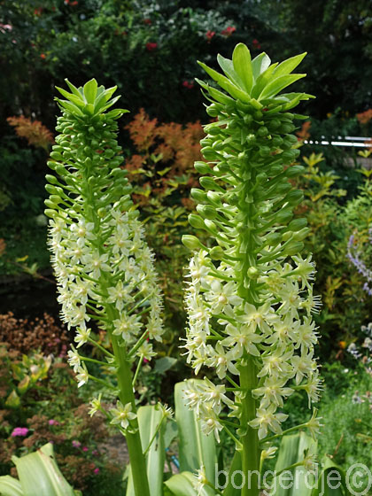 Eucomis, ananasplant oftewel kuiflelie