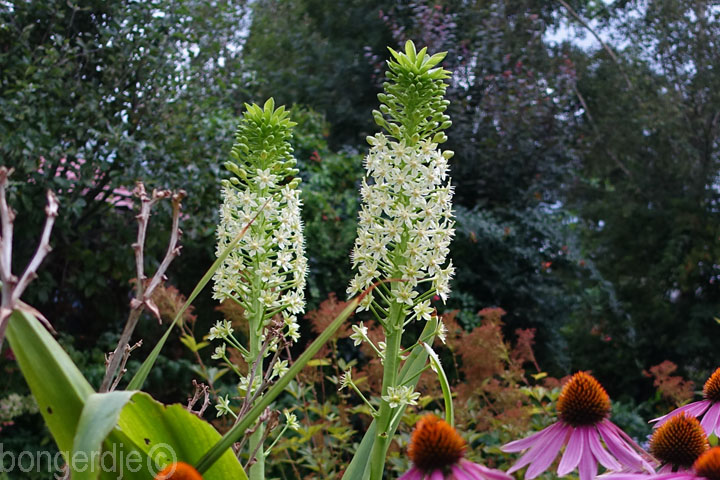 Eucomis, ananasplant oftewel kuiflelie