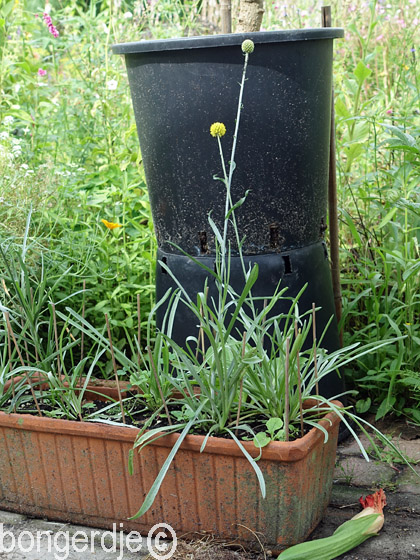 Craspedia globosa 'Billy Buttons' oftewel 'Yellow Drumstick'  