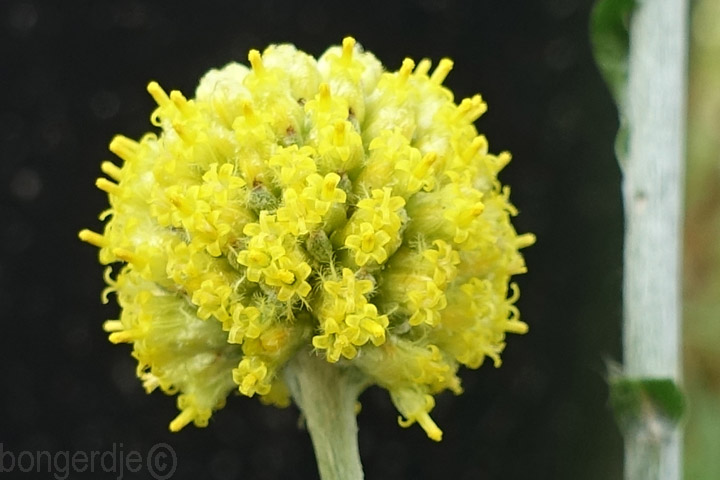Craspedia globosa 'Billy Buttons' oftewel 'Yellow Drumstick'  