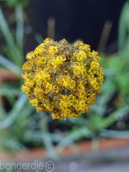 Craspedia globosa 'Billy Buttons' oftewel 'Yellow Drumstick'  
