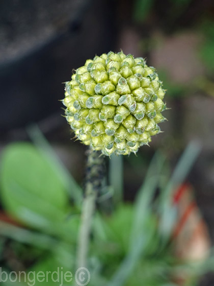Craspedia globosa 'Billy Buttons' oftewel 'Yellow Drumstick'  